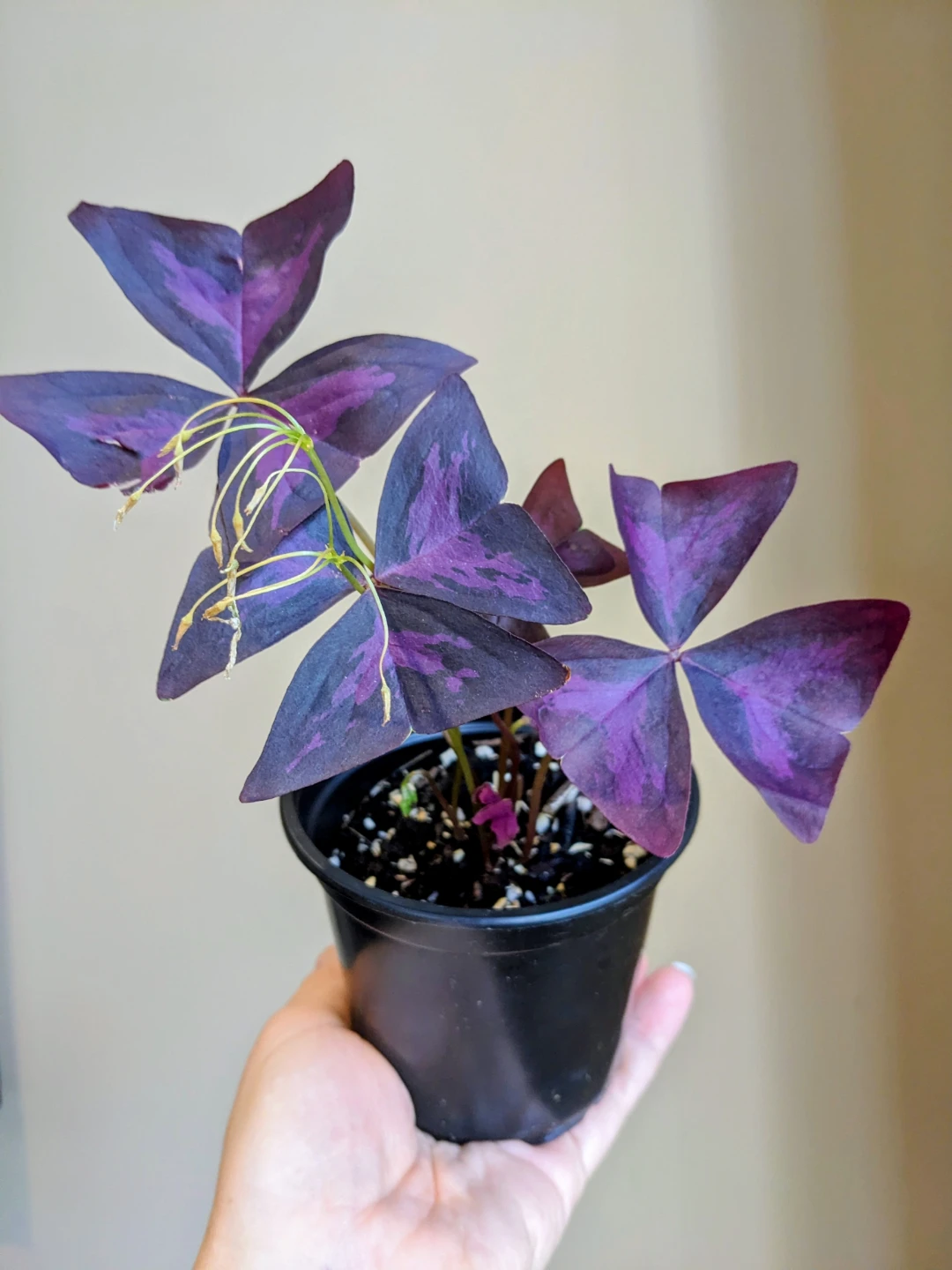 INDOOR / OUTDOOR/HOUSEPLANTS OXALIS