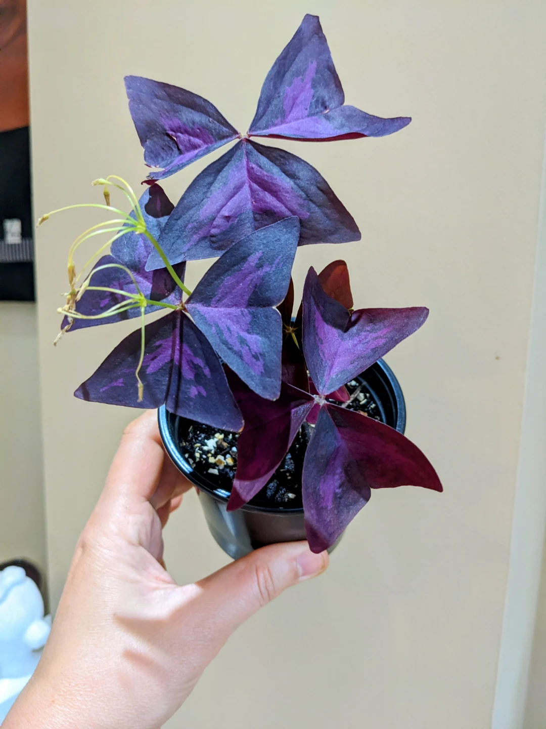 INDOOR / OUTDOOR/HOUSEPLANTS OXALIS - photo 2
