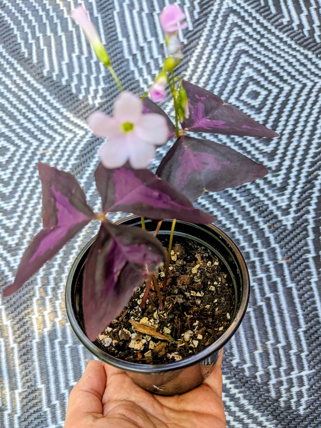 INDOOR / OUTDOOR/HOUSEPLANTS OXALIS - photo 3