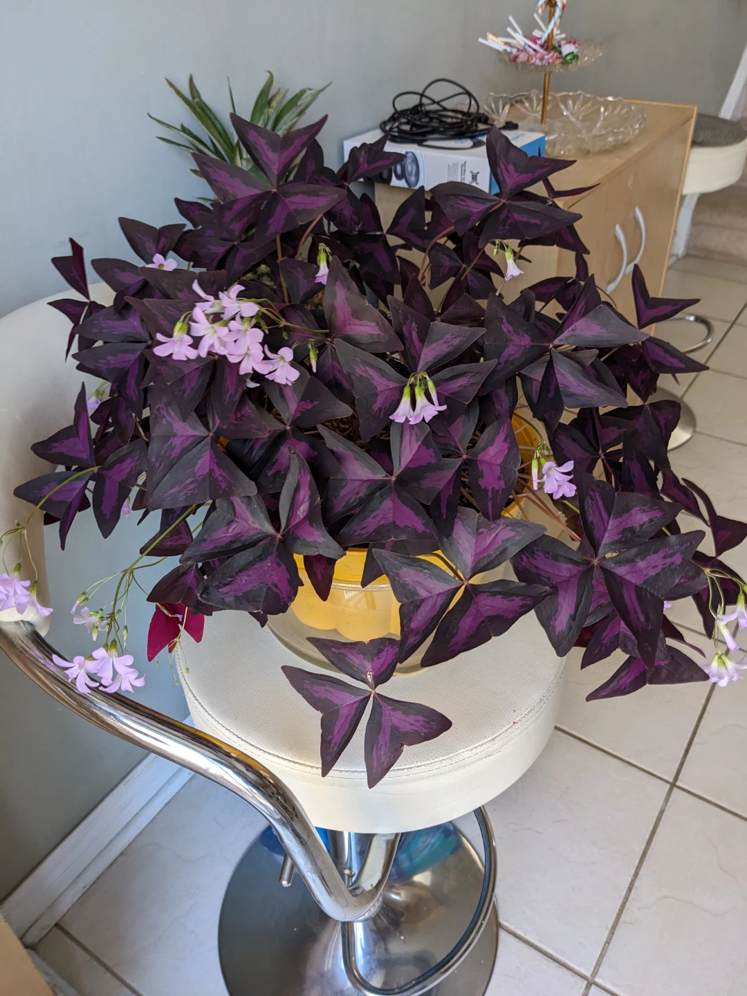 INDOOR / OUTDOOR/HOUSEPLANTS OXALIS - photo 4