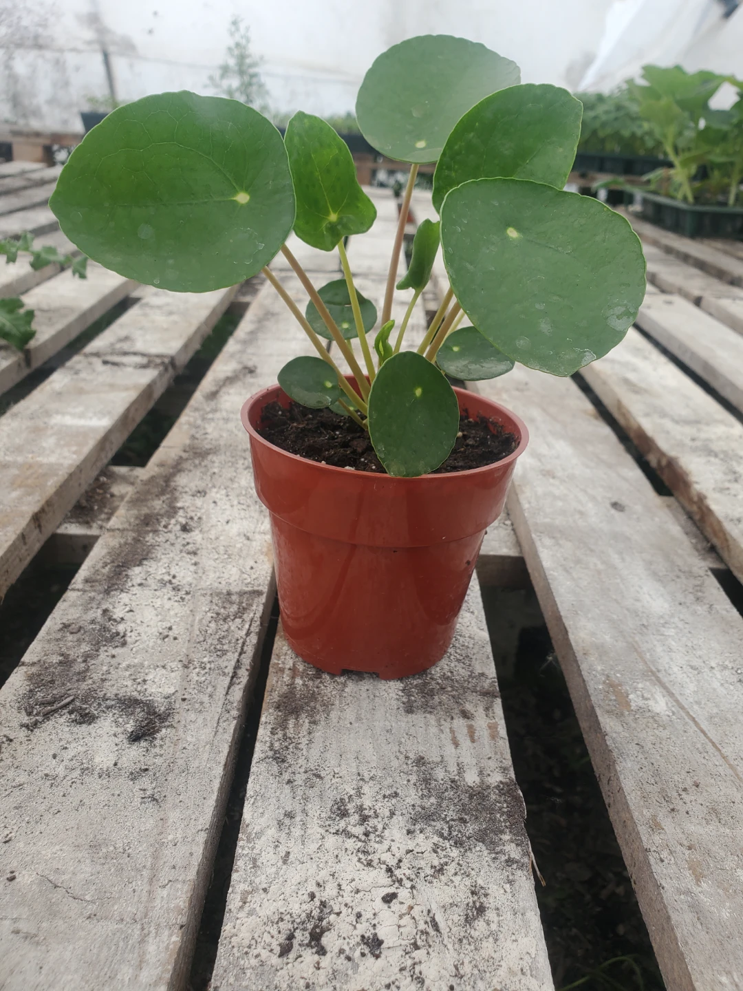 Houseplants For Sale - photo 2