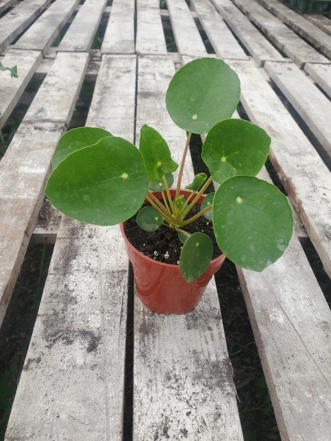 Houseplants For Sale - photo 3
