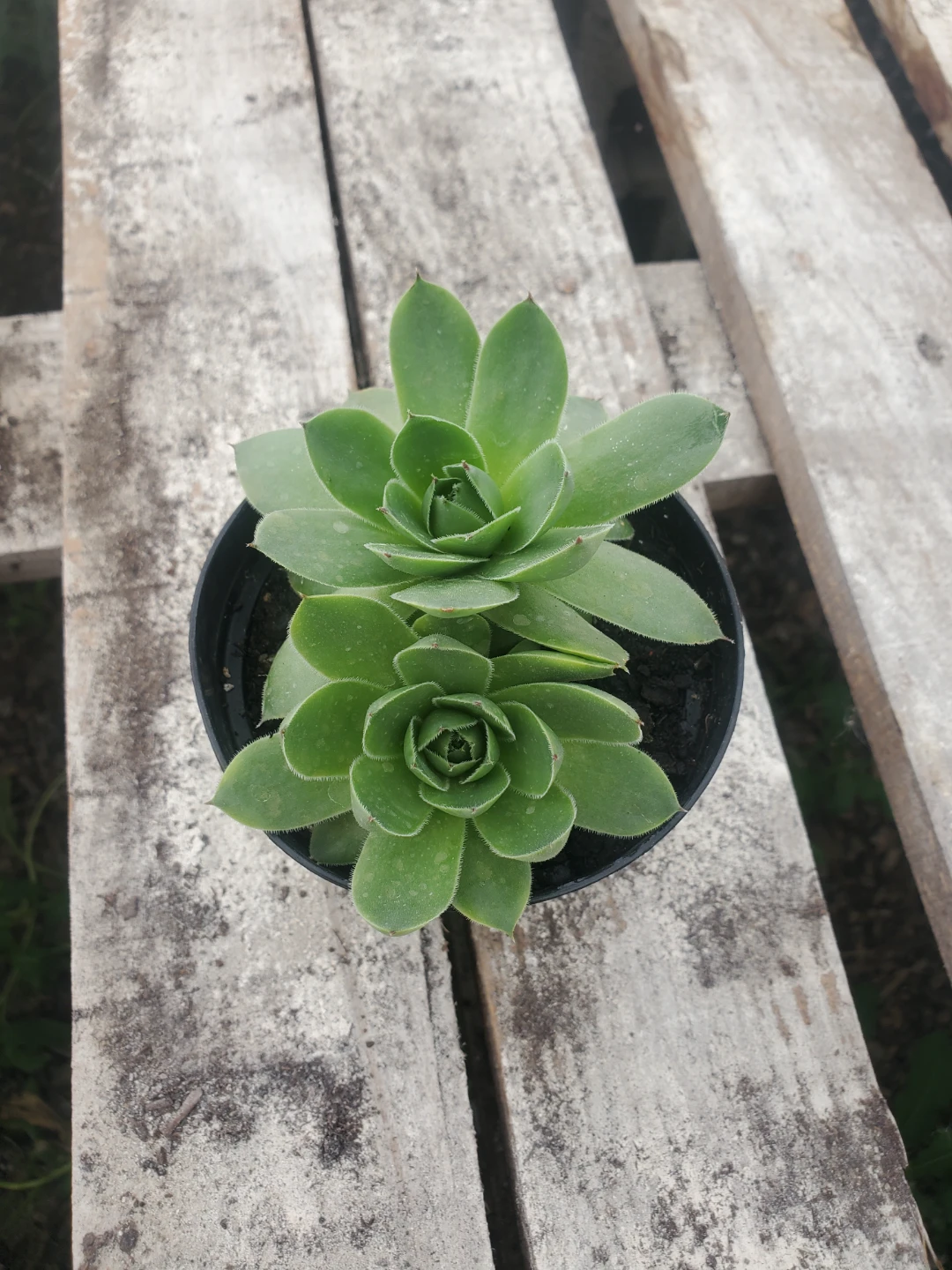 Houseplants For Sale - photo 5