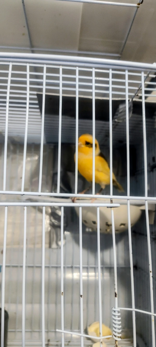 Canary Male singing - photo 2