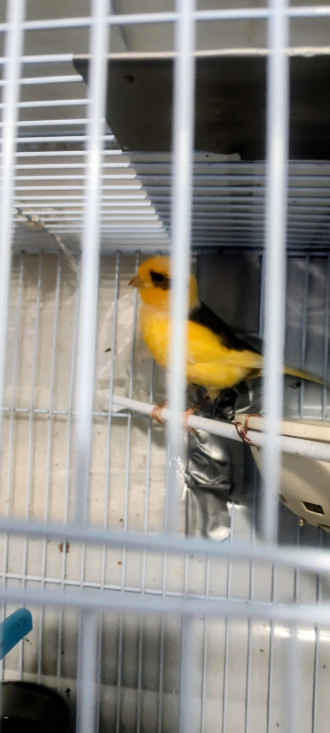 Canary Male singing - photo 3