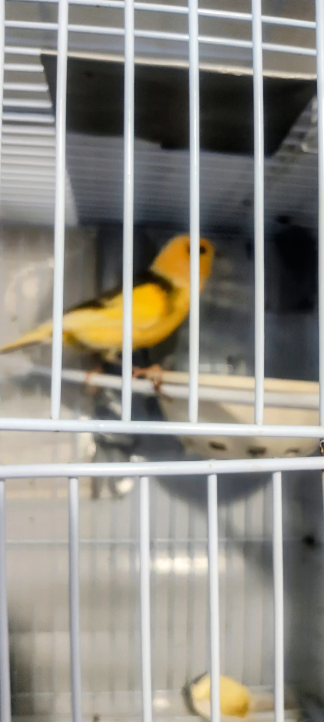 Canary Male singing - photo 5