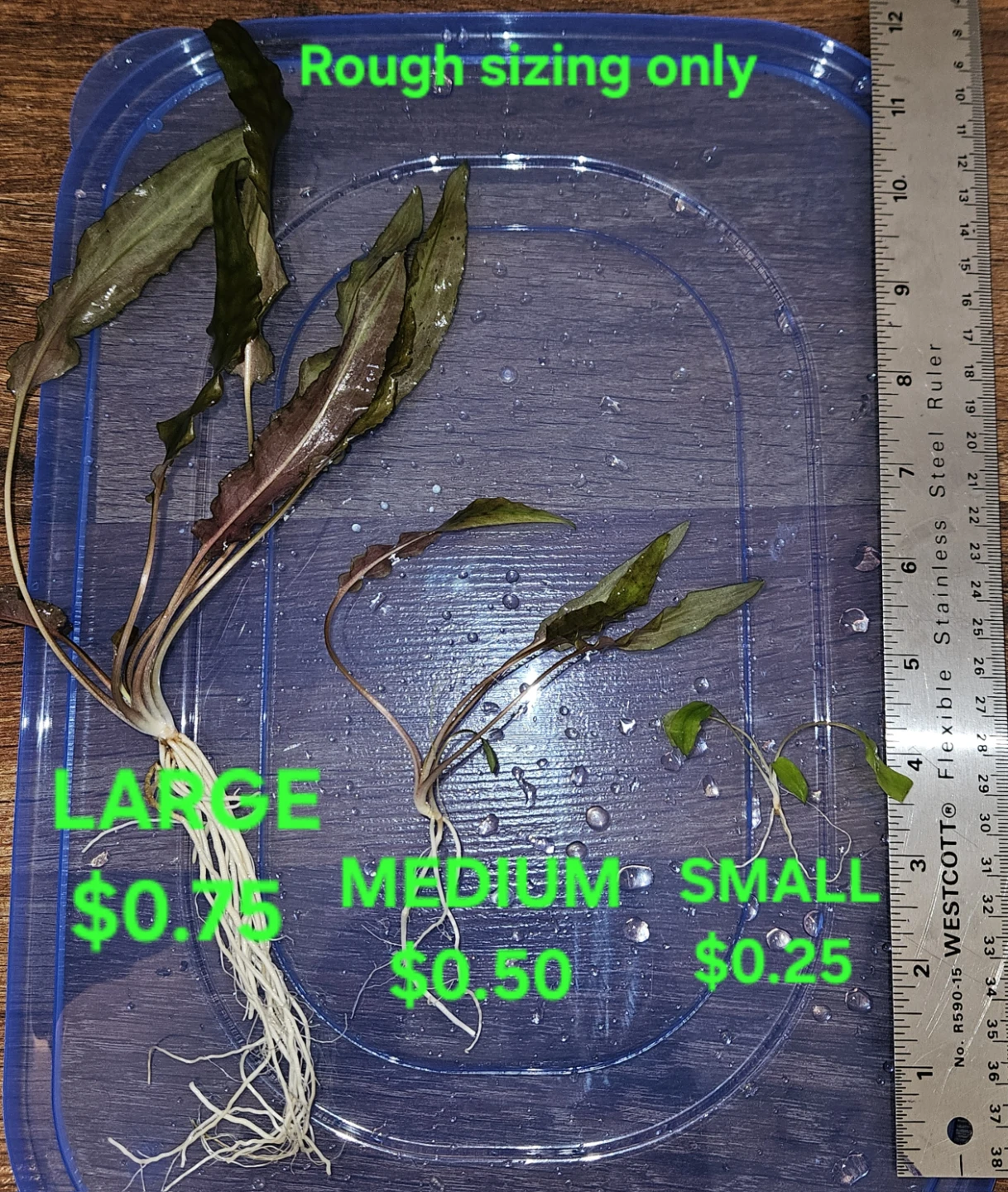 Cryptocoryne Wendtii "Brown" - photo 2