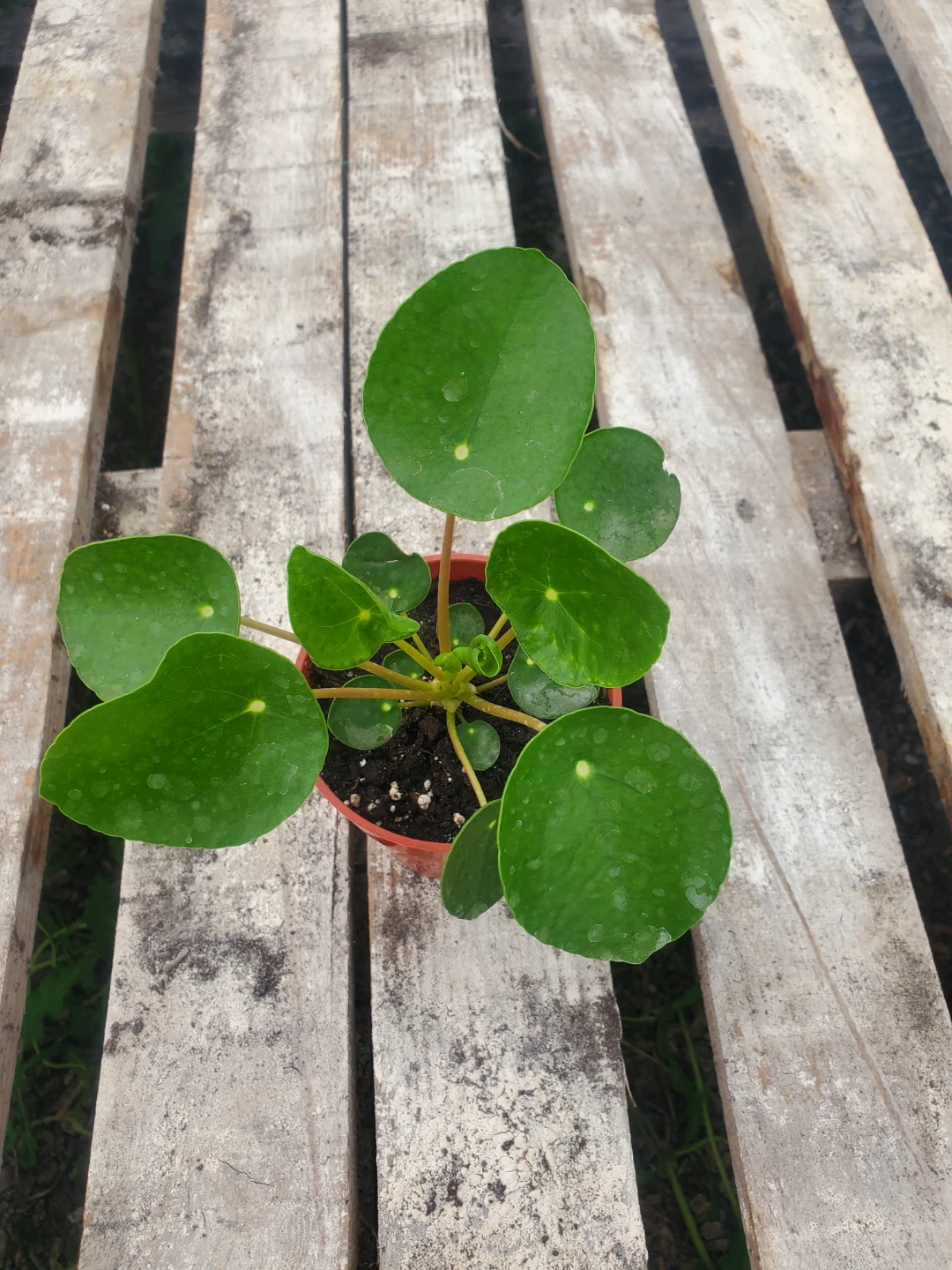 Houseplants For Sale