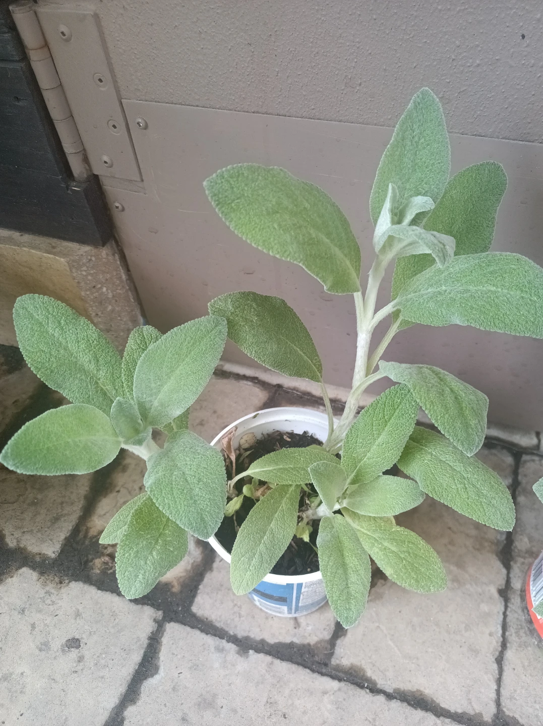 Lamb's ear plant - photo 3
