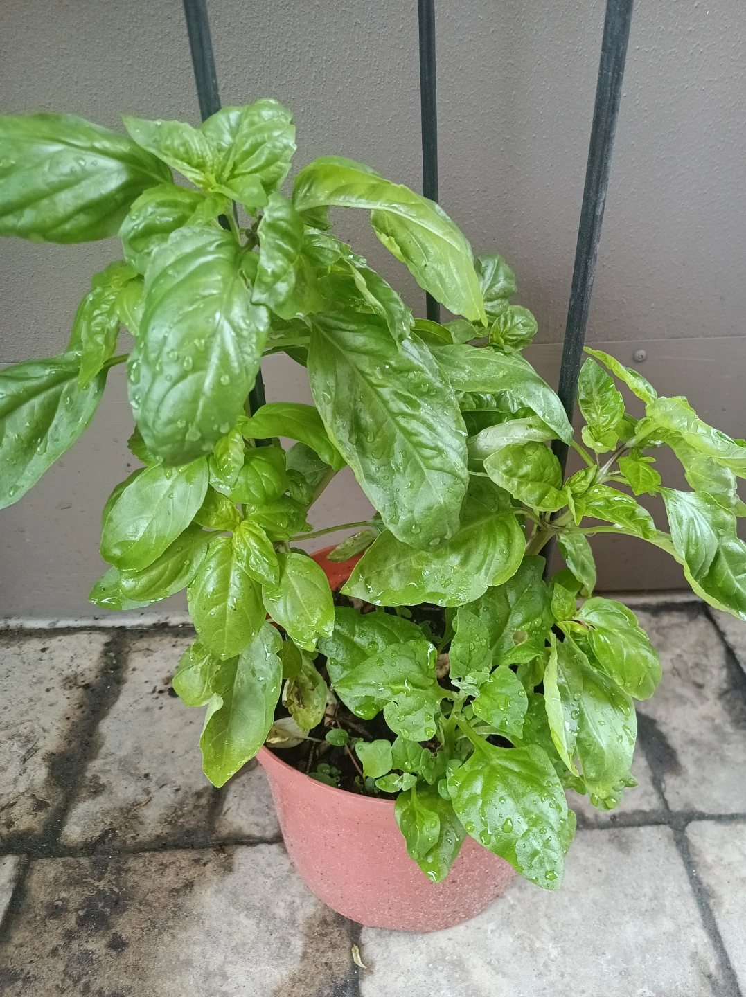 Fresh Basil Plant
