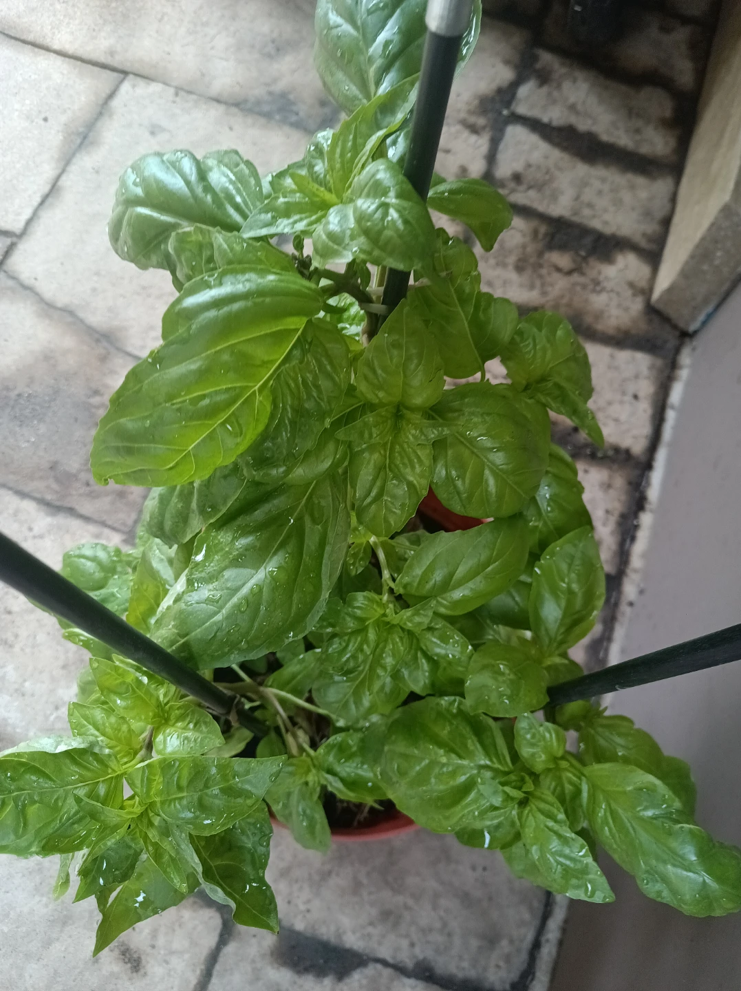 Fresh Basil Plant - photo 2