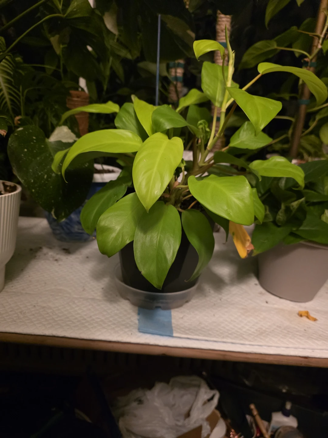 Philodendron Golden Goddess Live Plant