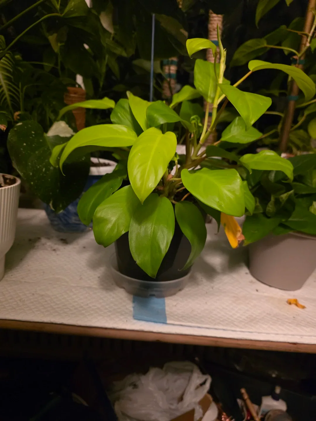 Philodendron Golden Goddess Live Plant