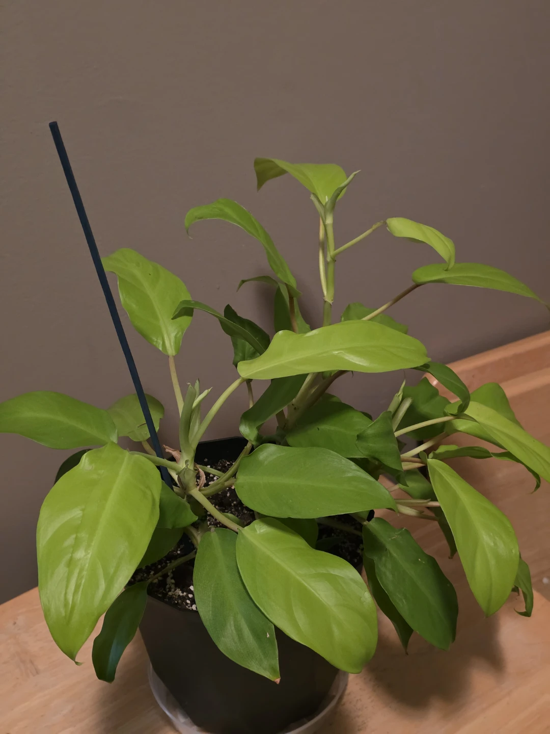 Philodendron Golden Goddess Live Plant - photo 3