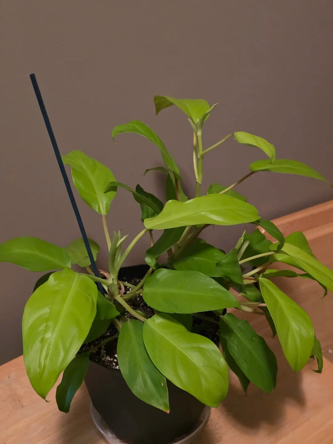 Philodendron Golden Goddess Live Plant - photo 3