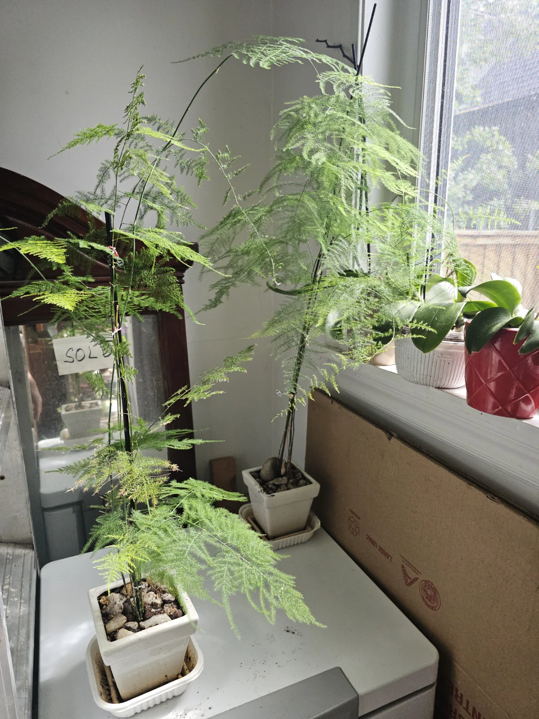 Asparagus Fern Plant