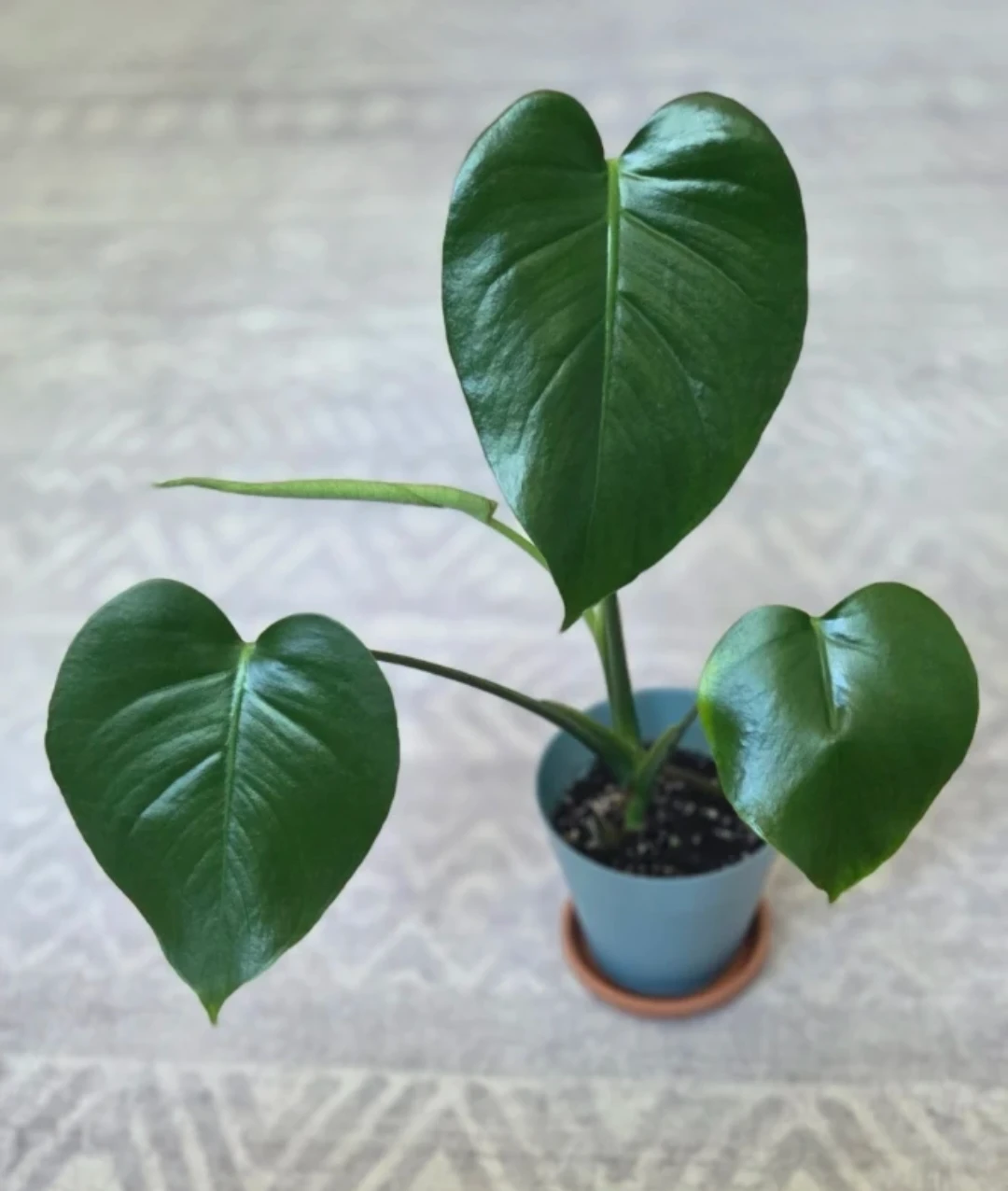 Young monstera plant 🌱