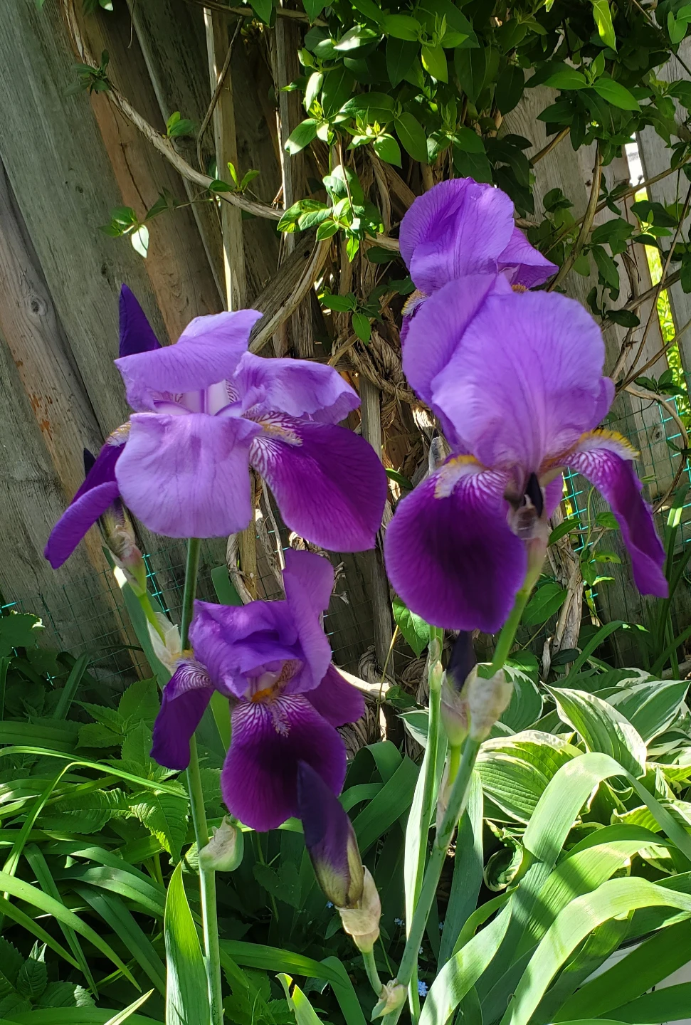 Iris germanica - photo 2