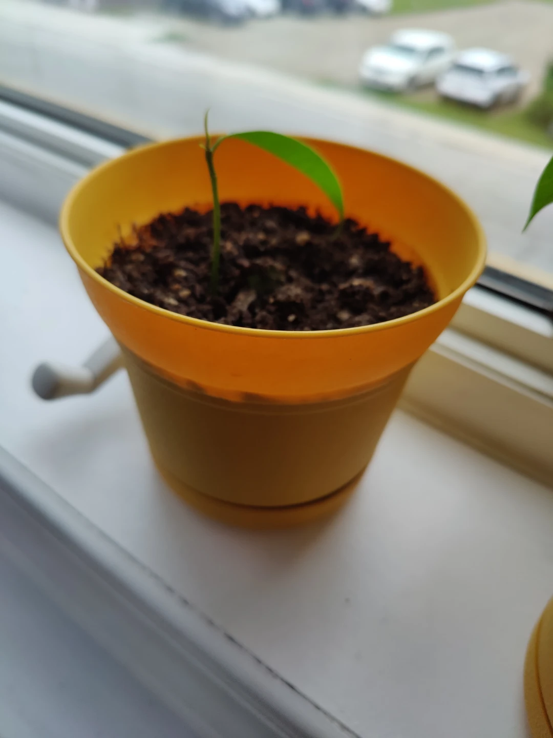 3 Honey Mango Tree Seedling - photo 2