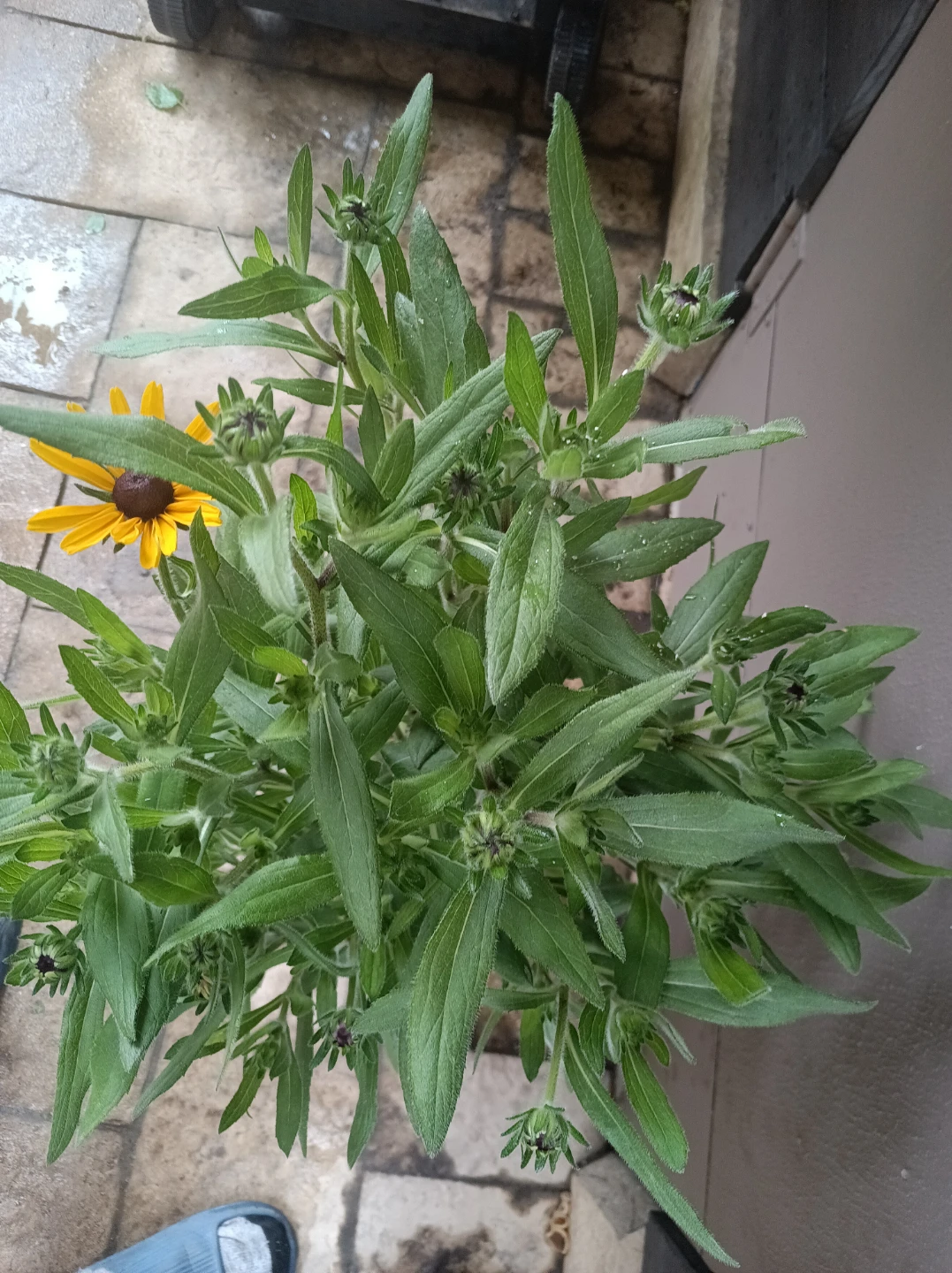 Black-Eyed Susan Plant - photo 3