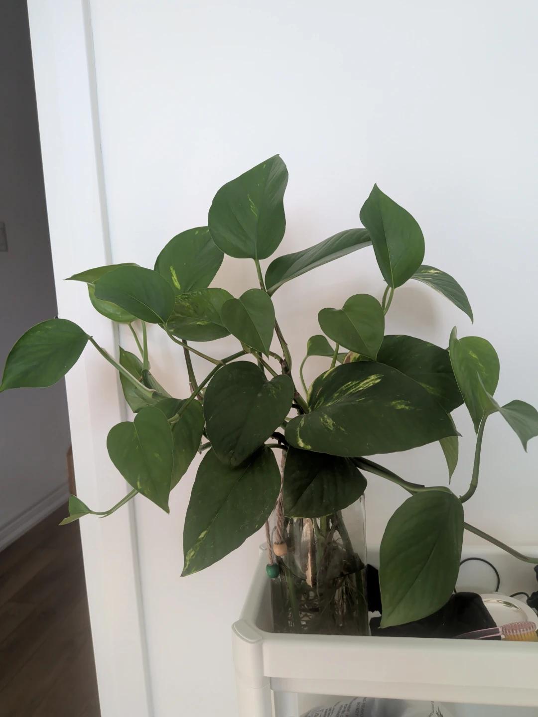 Live and healthy - rooted Pothos cuttings in water - photo 3