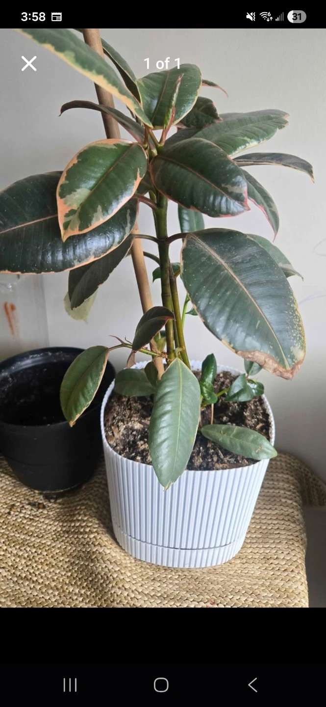 Ficus elastica plant