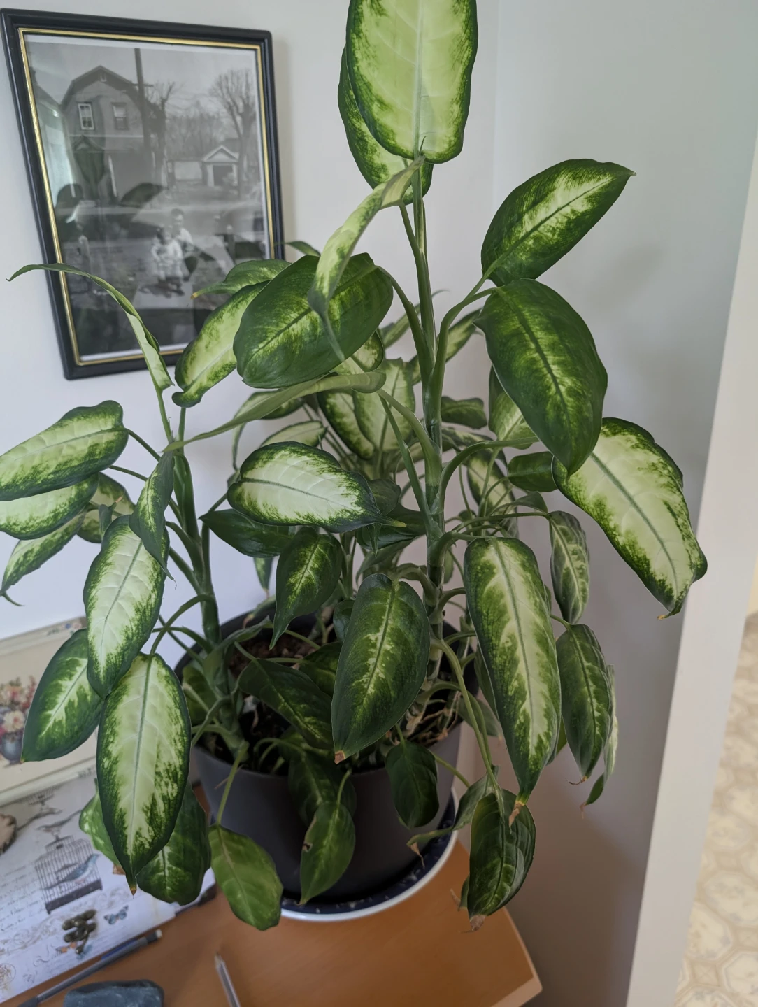HOUSE PLANTS - photo 5