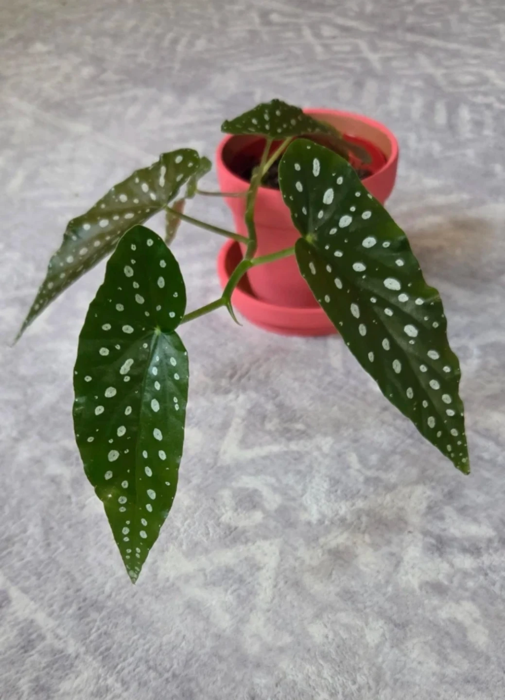 Begonia Plant 🪴