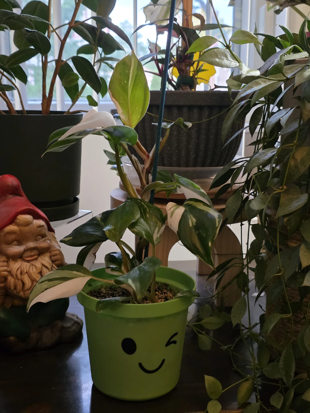 Philodendron White Knight Plant