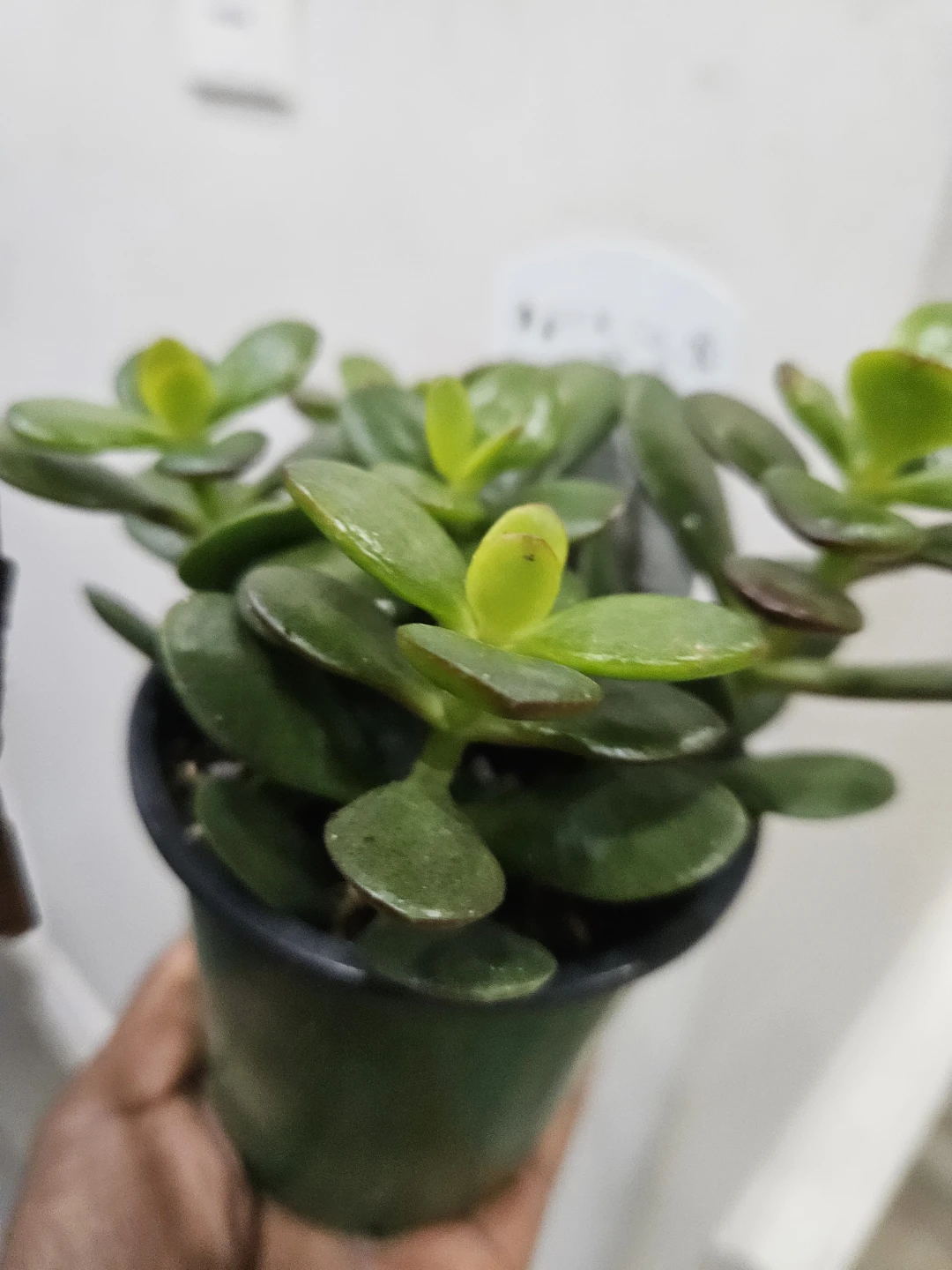Crassula Ovata Jade Plant