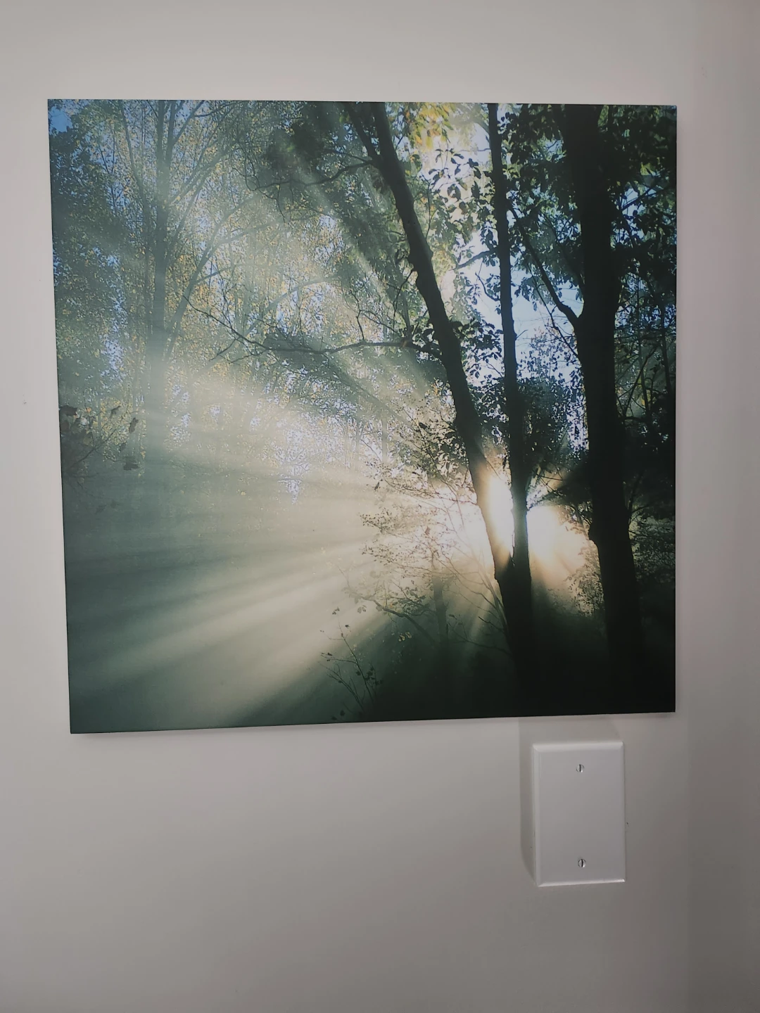 Canvas Wall Art - Forest Sunlight Rays