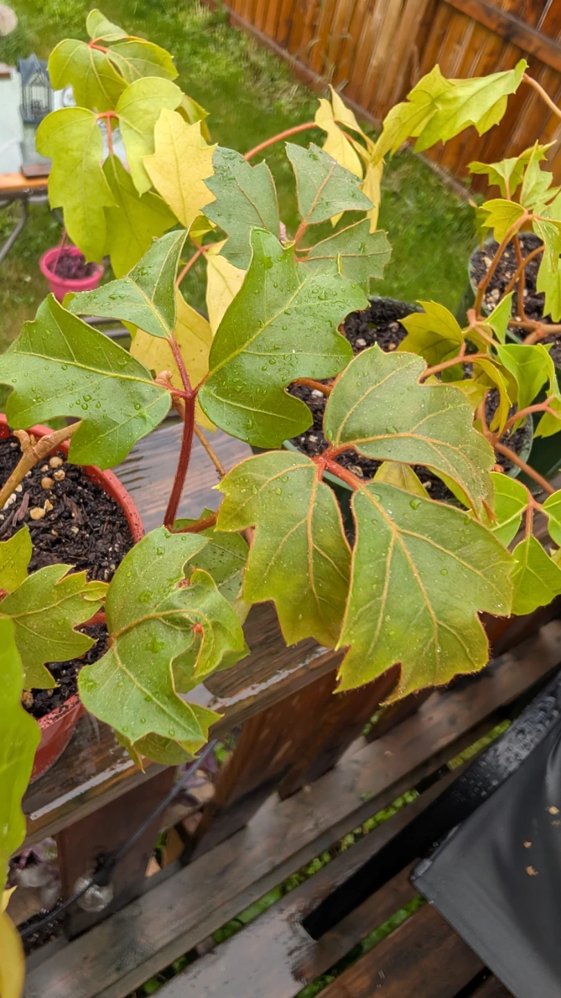 Oak Leaf Ivy plants for sale! 🌱