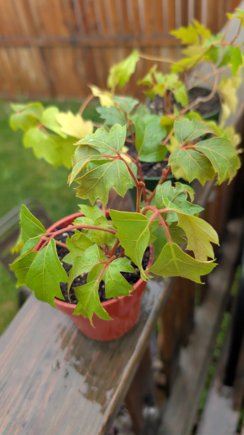 Oak Leaf Ivy plants for sale! 🌱 - photo 2