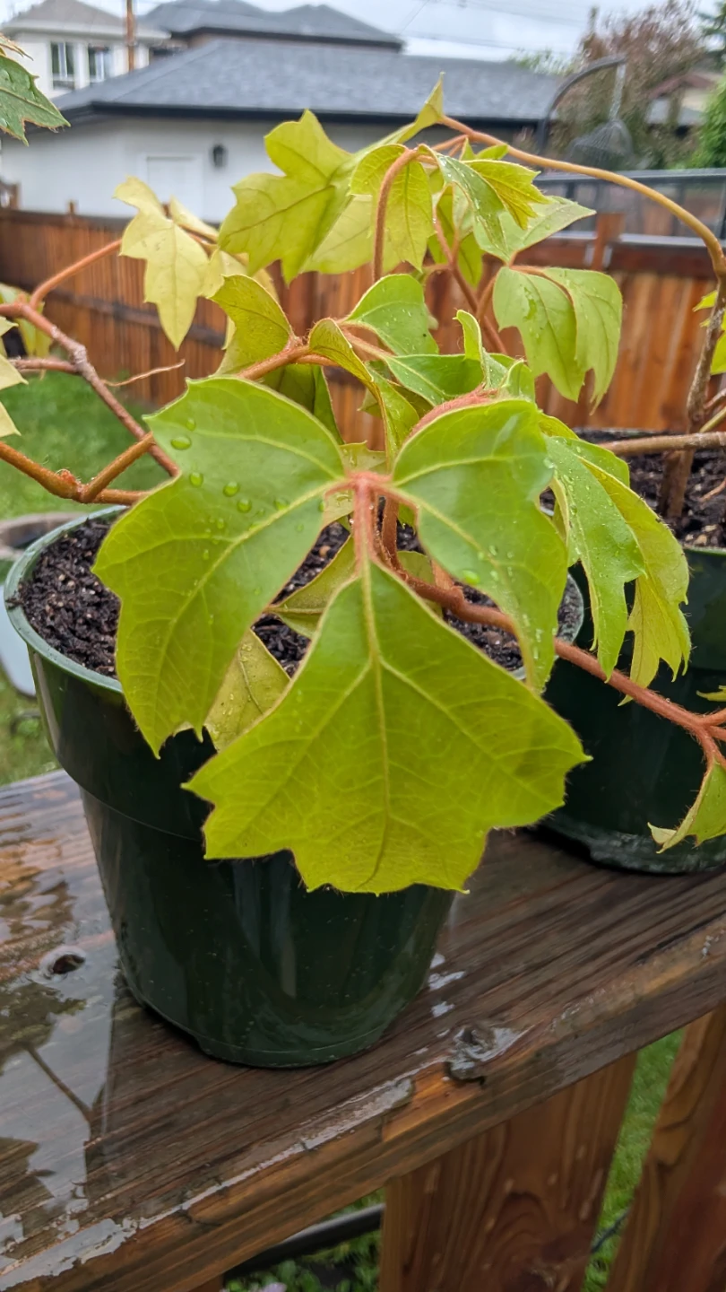 Oak Leaf Ivy plants for sale! 🌱 - photo 3