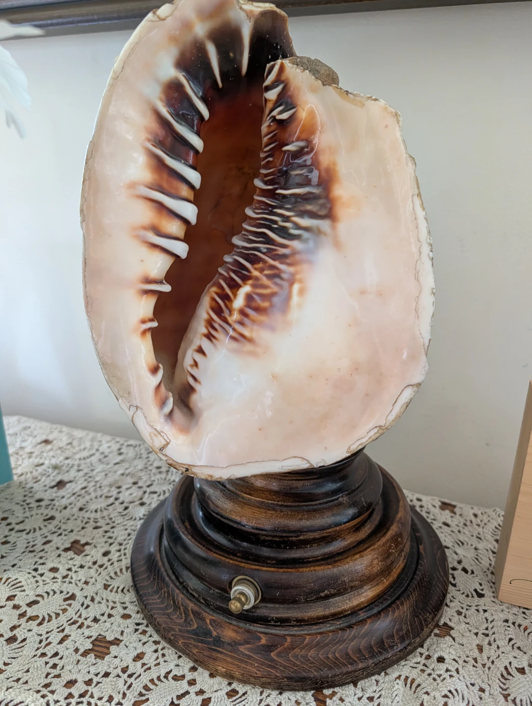 Seashell Lamp