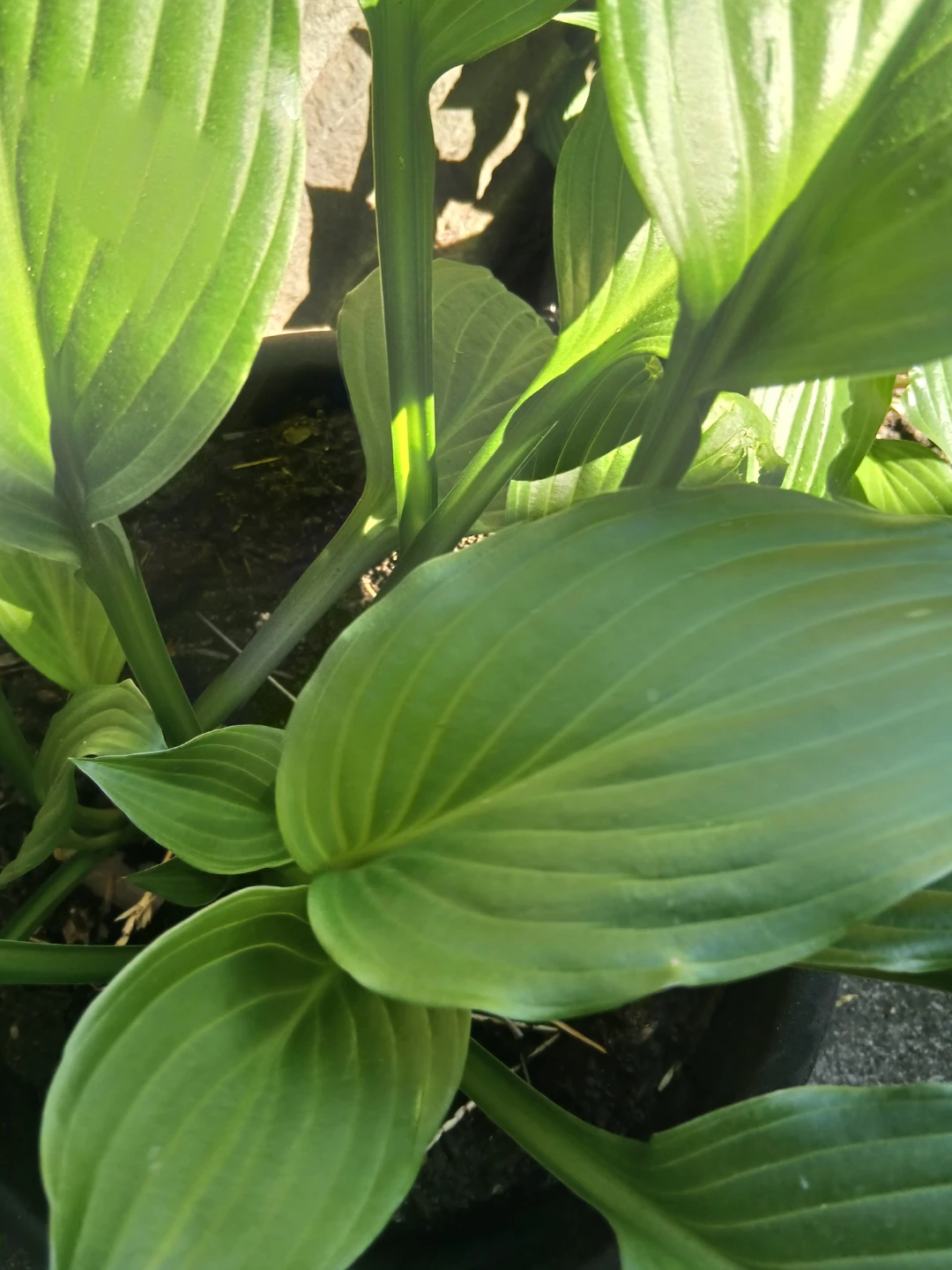 Hostas Plant (Variegated) - photo 5