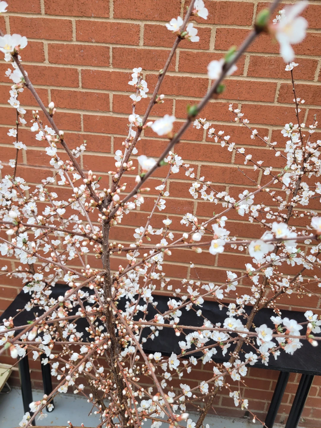 Nanking Cherry bush - photo 3