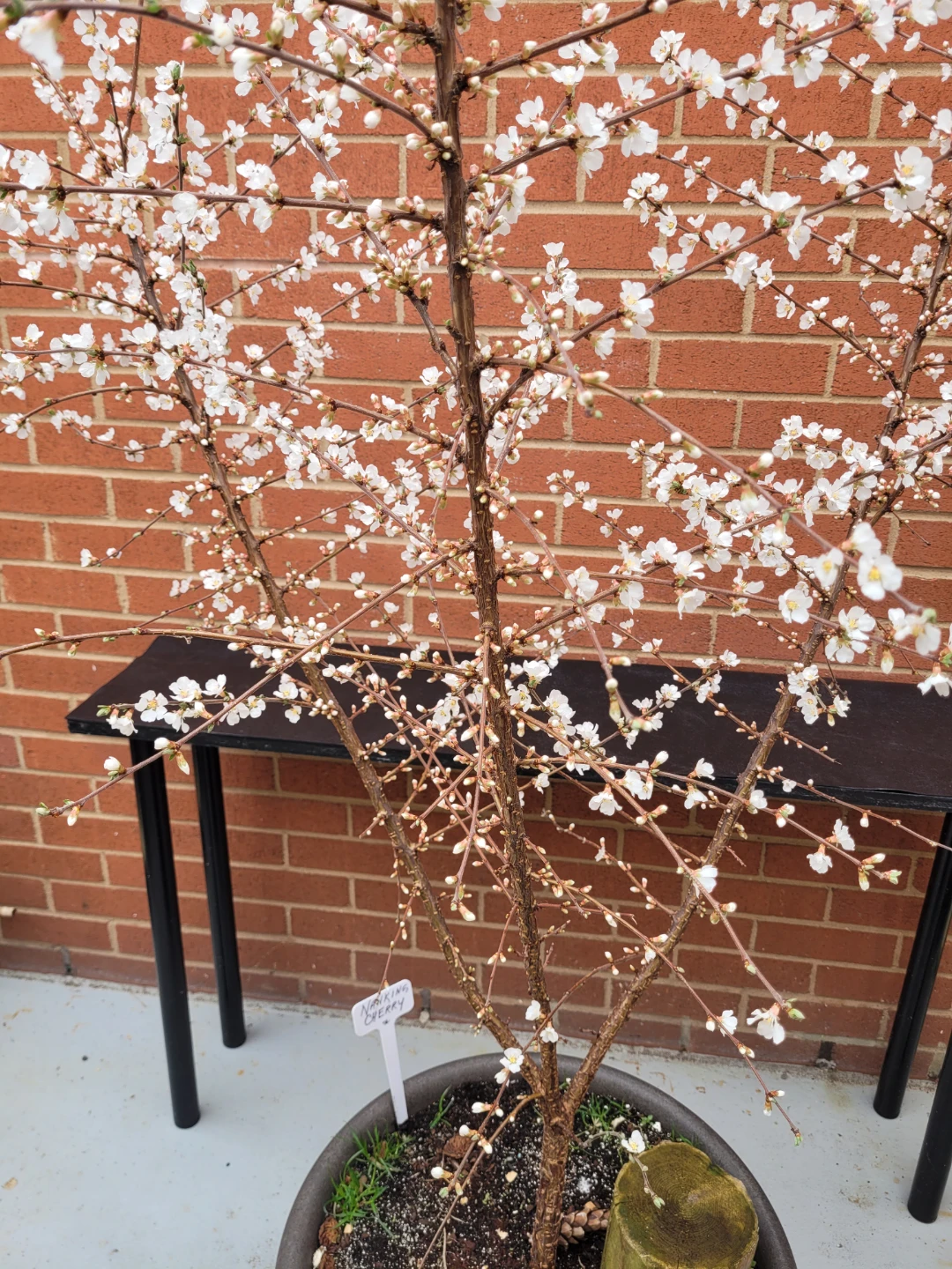 Nanking Cherry bush - photo 4