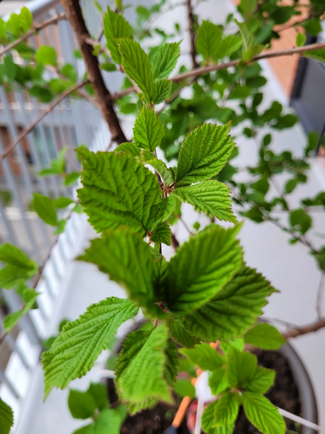 Nanking Cherry bush - photo 5