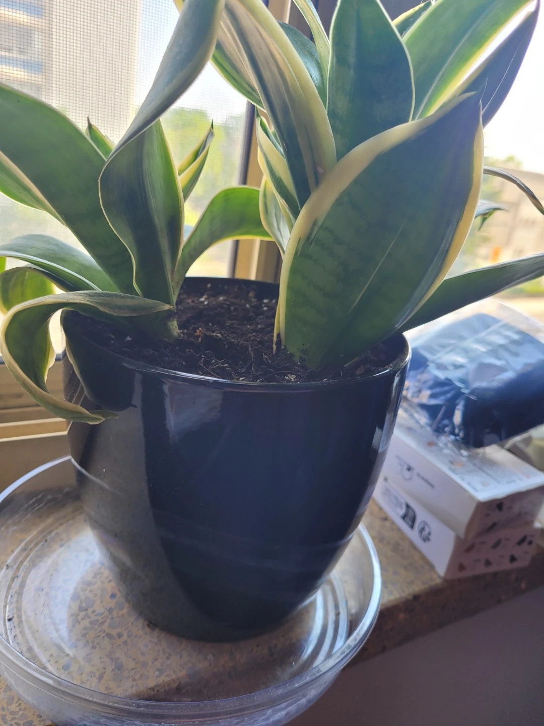 Snake Plant in Black Pot - photo 5