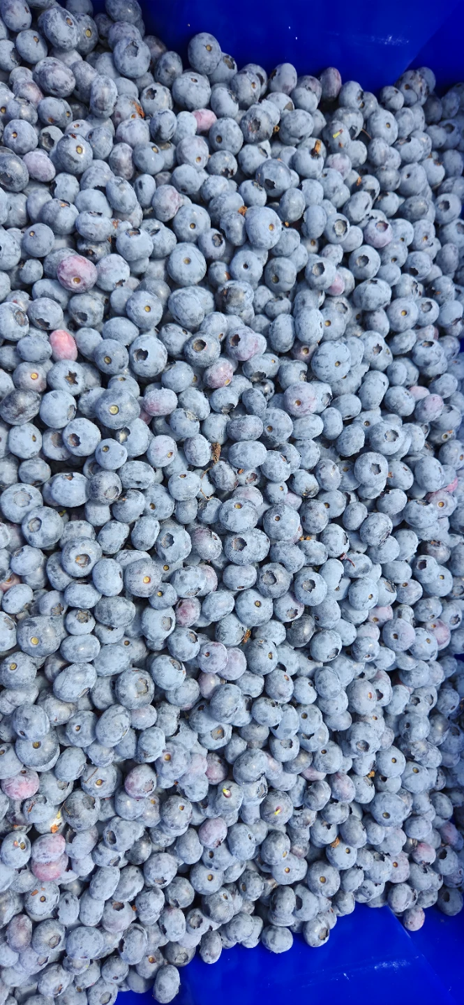 Blueberries