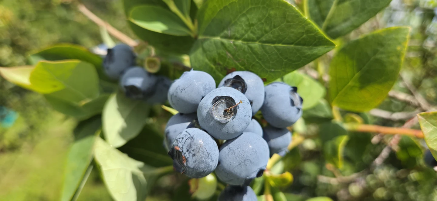Blueberries - photo 2