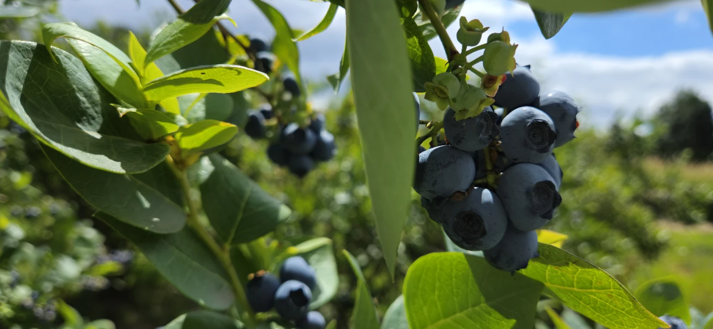 Blueberries - photo 3