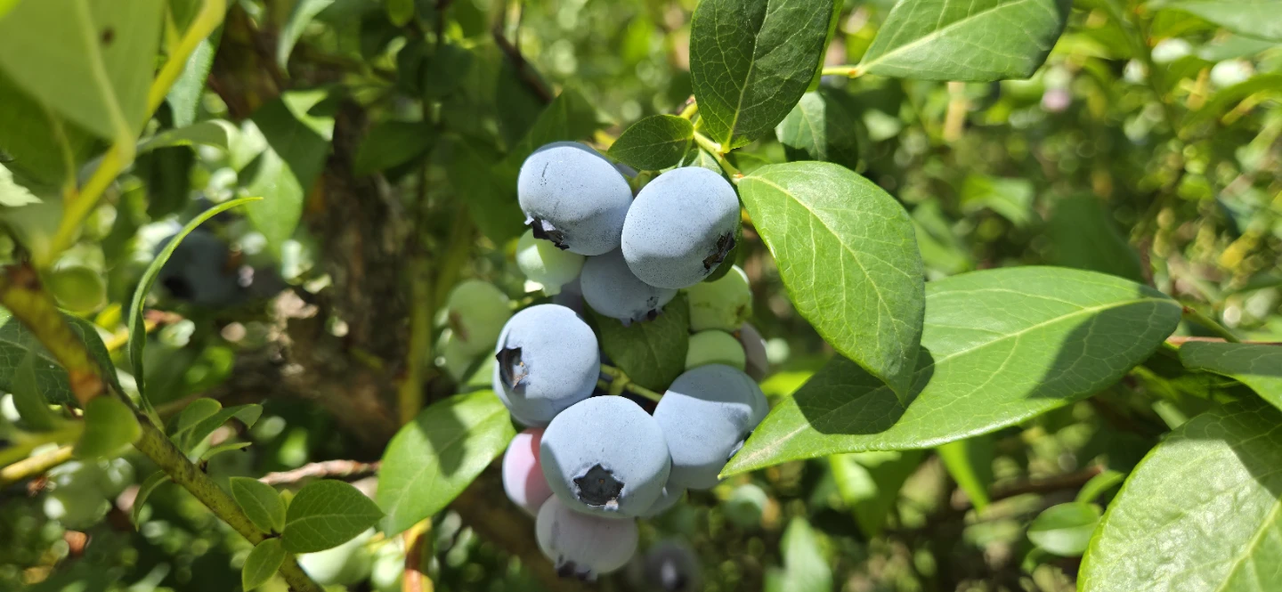 Blueberries - photo 4