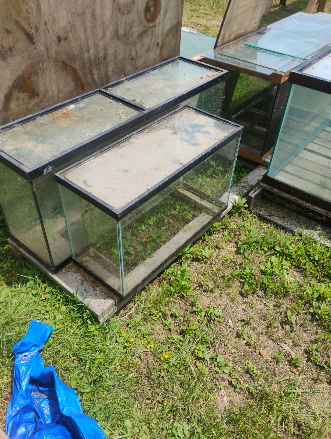 Assorted Glass Terrariums/Aquariums