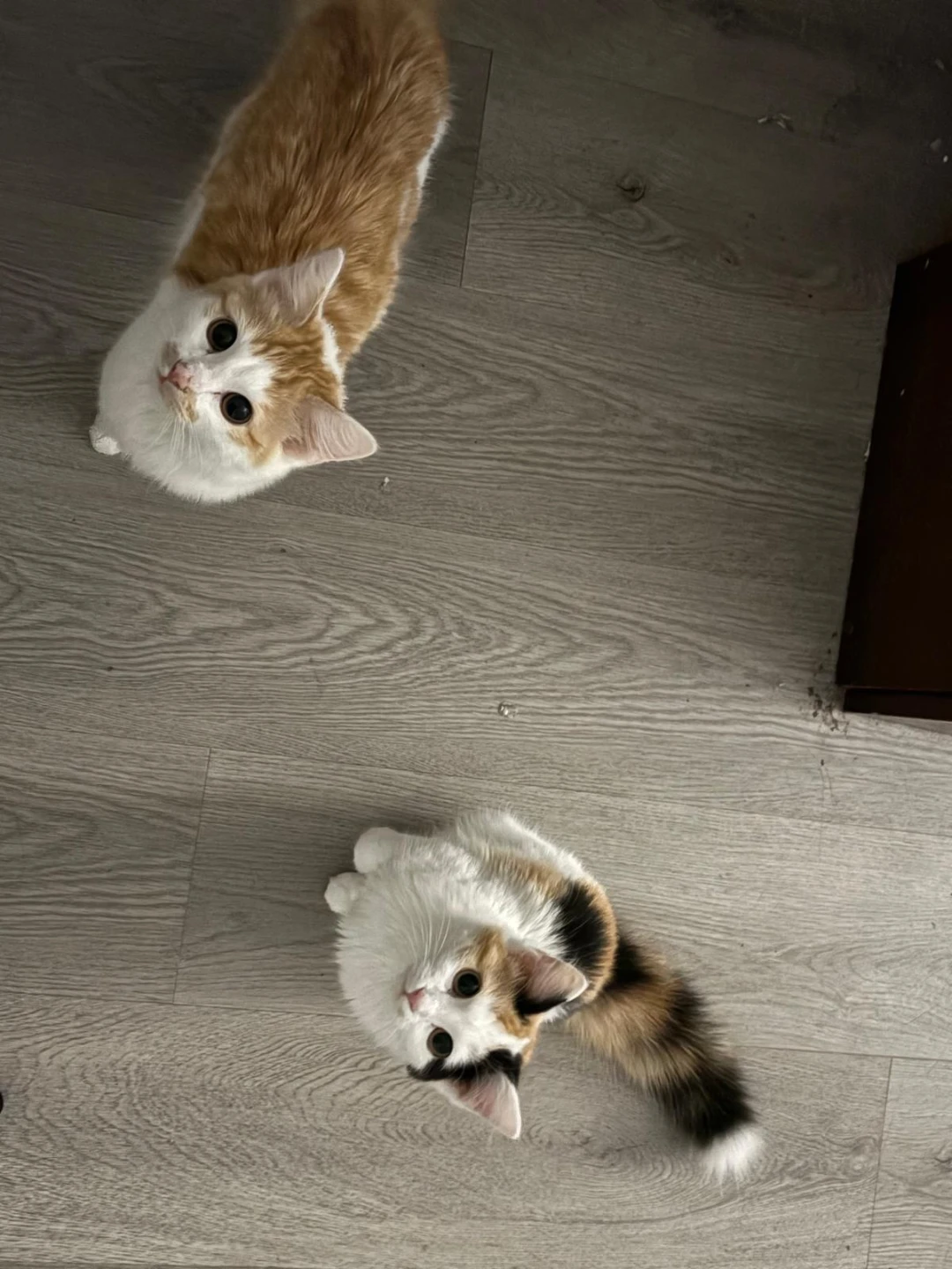 Kitten food