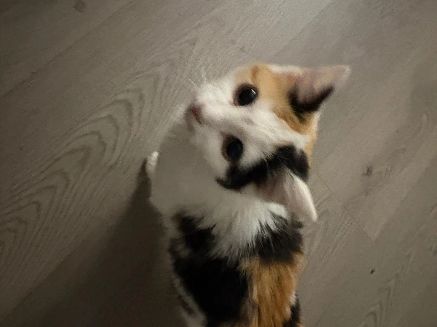 Kitten food - photo 2