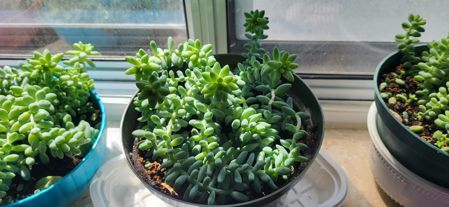 Burro's Tails succulent - photo 4