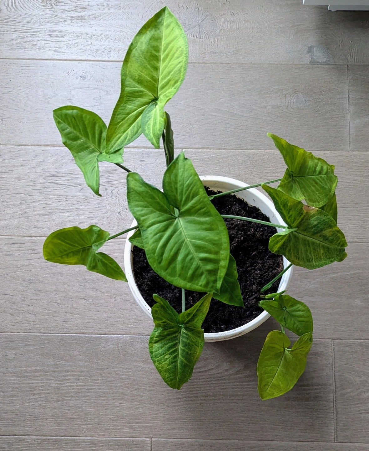 Live Arrowhead Plant in White Pot