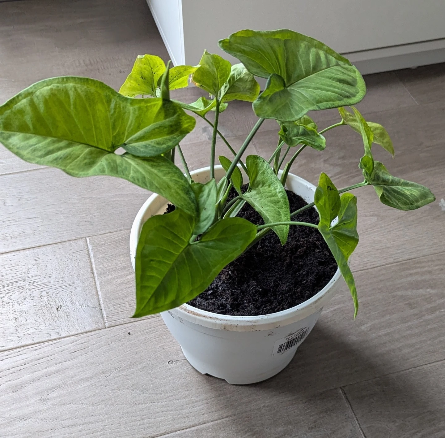 Live Arrowhead Plant in White Pot - photo 2